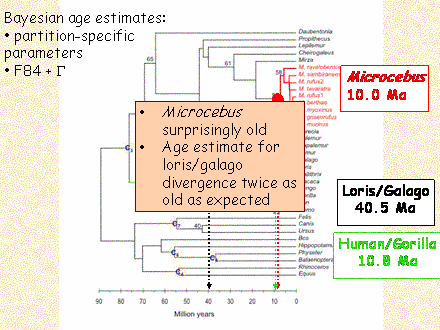Slide #48. Microcebus surprisingly old<BR>Age estimate for loris/galago divergence twice as old as expected