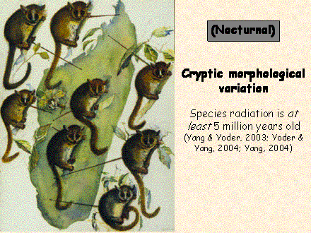 Slide #51. Cryptic morphological variation<BR><BR>Species radiation is at least 5 million years old (Yang & Yoder, 2003; Yoder & Yang, 2004; Yang, 2004)