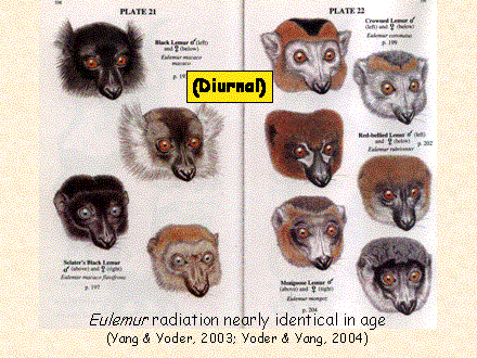 Slide #52. Eulemur radiation nearly identical in age <BR>(Yang & Yoder, 2003; Yoder & Yang, 2004)