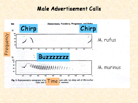 Slide #53. Male Advertisement Calls