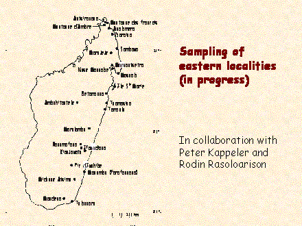 Slide #57. In collaboration with Peter Kappeler and Rodin Rasoloarison