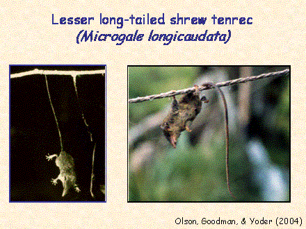 Slide #59. Lesser long-tailed shrew tenrec <BR>(Microgale longicaudata)