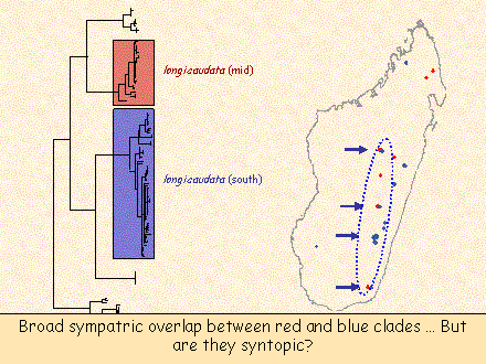 Slide #60. longicaudata (mid)