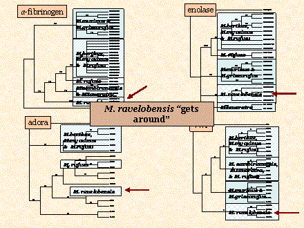 Slide #68. M.murinus & <BR>M.griseorufus