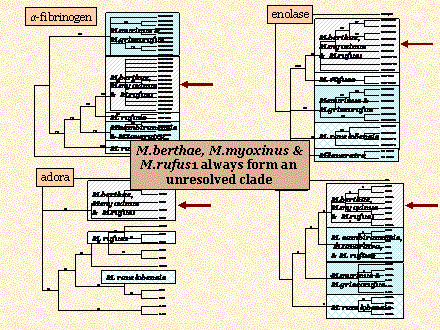 Slide #69. M.murinus & <BR>M.griseorufus