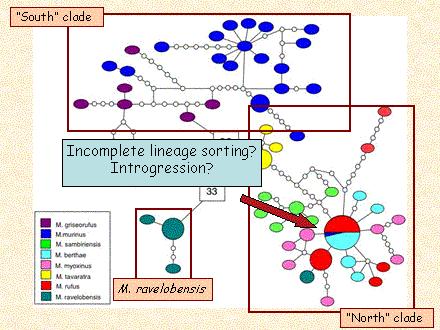 Slide #70. "South" clade