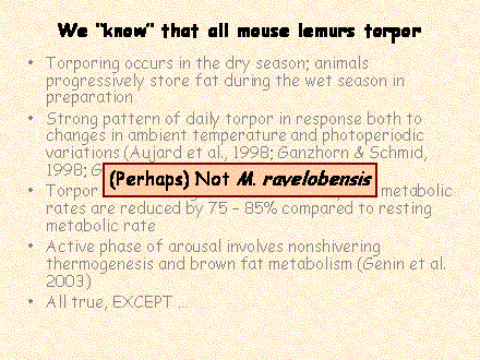 Slide #74. We know that all mouse lemurs torpor