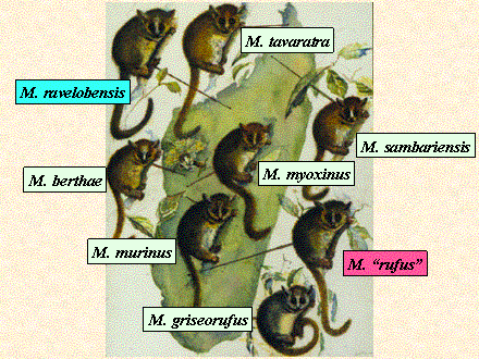Slide #79. M. myoxinus